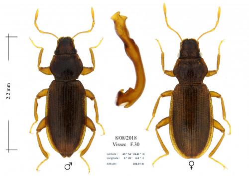 Hydraena polita